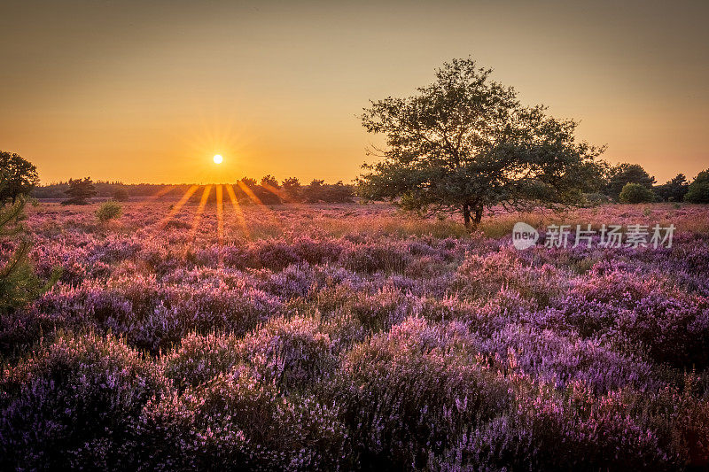 日落时盛开的石南花，De Veluwe，维尔豪顿，荷兰